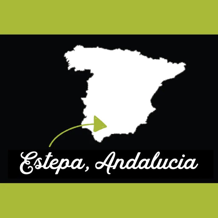 Seville, Andalusia Spanish Extra Virgin Olive Oil - SEARED LIVING